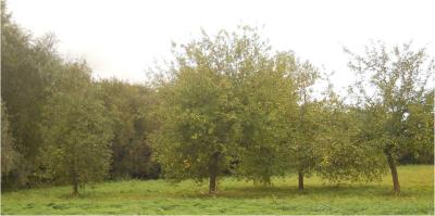 So sieht mein Baum aus. F&uuml;r die die nichts kapieren: Es ist der ganz gro&szlig;e